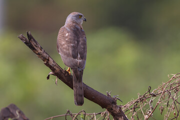 hawk sitting on branch