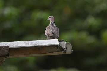 dove sitting
