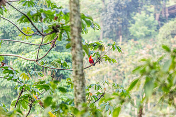 Beautiful red bird on tree branch in Jardin, Antioquia, Colombia.