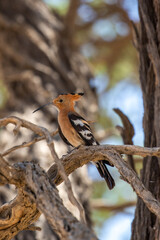 African Hoopoe in the Kgalagadi