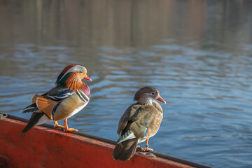 A pair of mandarin ducks (Aix galericulata) are sitting on a railing. Focus on the left duck.