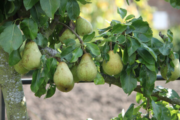 Garden pears, summer harvest time