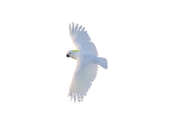 Beautiful cockatoo parrot isolated on white.