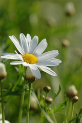 daisy flower