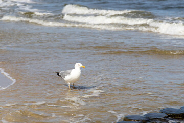 Seagulls on the beach of the Baltic Sea looking for food