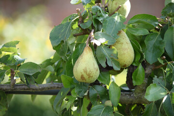 Organically grown pears, British summer time