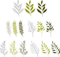 A set of leaves. Silhouette of beautiful plants, leaves, plant design. Vector illustration on a white background.