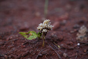 white cockscomb flower in the soil