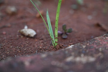 green grass growing in the soil