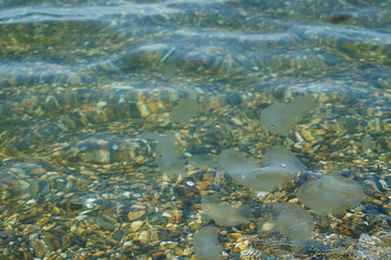 Small sea jellyfish. Jellyfish swim in sea water.