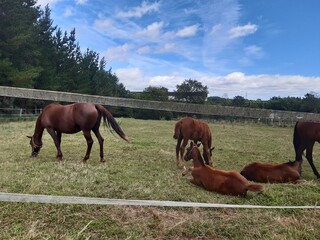 Caballos en una finca en Galicia