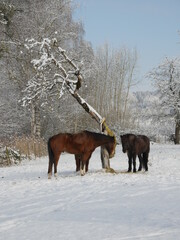 Pferde im Winter