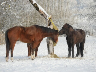 Pferde im Winter