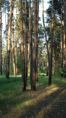 summer forest