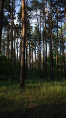 Fototapeta premium summer forest