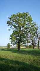 trees in the field