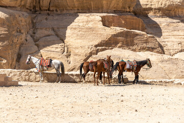 Donkeys  its a popular transportation in Jordan  Petra 