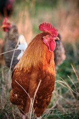 rooster in a field