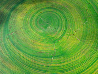 green tree trunk surface background