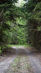 summer forest and flowers
