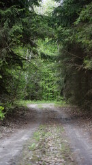 Obraz premium summer forest and flowers