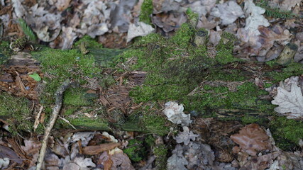 summer forest and flowers
