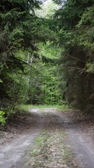 Fototapeta premium summer forest and flowers