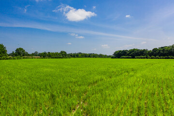 Fototapeta na wymiar Beautiful Green paddy rice field in the open blue sky.