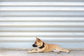 Background of an old metal garage door with a young brown dog lying in front of it and looking ahead - Powered by Adobe