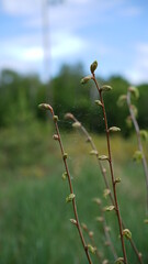 summer forest and flowers