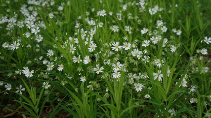 forest flowers and trees