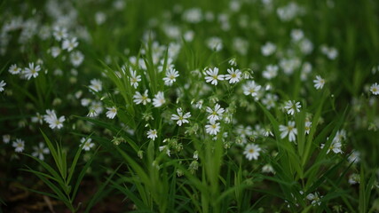 forest flowers and trees