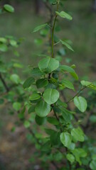 summer forest and flowers