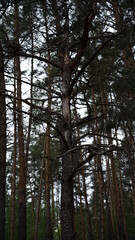 forest flowers and trees