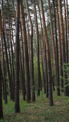 Obraz premium forest flowers and trees