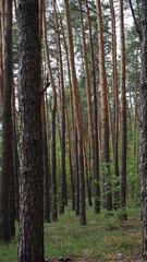 Obraz premium forest flowers and trees