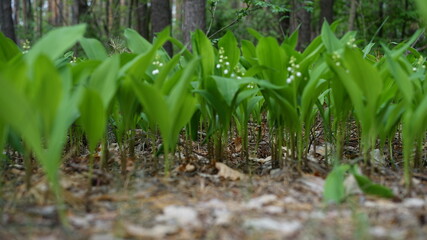 forest flowers and trees