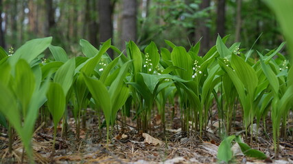 Obraz premium forest flowers and trees