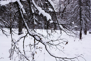Fototapeta na wymiar Tree branches in a winter park covered with white snow.