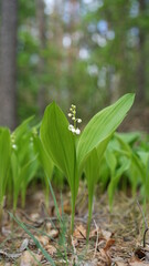 forest flowers and trees