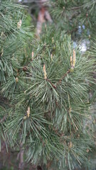 forest flowers and trees