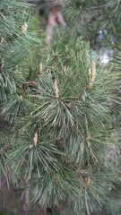 forest flowers and trees