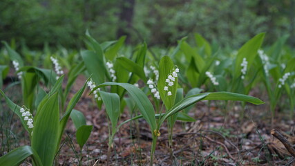 forest flowers and trees