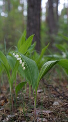forest cloudy day lake and green grass