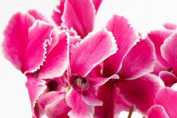 Fototapeta na wymiar Cyclamen hederifolium, Ivy-leaved cyclamen, sowbread with pink flowers, isolated on white background