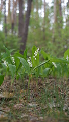 forest flowers and trees
