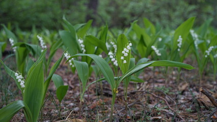 forest flowers and trees