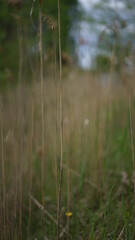 forest cloudy day lake and green grass