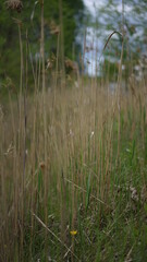 forest cloudy day lake and green grass