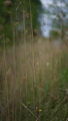 forest cloudy day lake and green grass